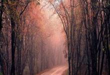 篮网队主力球员新增伤病情报